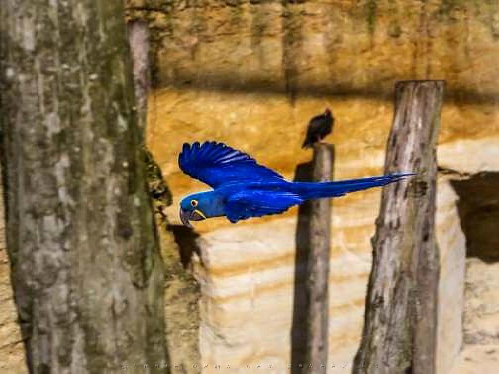 149 BIO PARC DE DOUE LA FONTAINE 4- 2016_000032.jpg